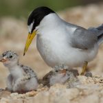 Least tern with chick