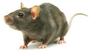 Norway rat (Rattus norvegicus)