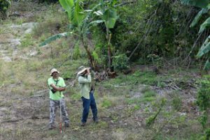 Jose Salguero and Jose Colón conduct a bird count during this project in Puerto Rico. Photo credit: Pedro William Santana.