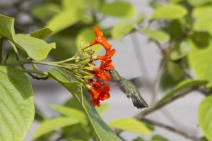 Antillean Mango, an endemic hummingbird from Puerto Rico and the Dominican Republic. Photo credit: Jose Salguero.