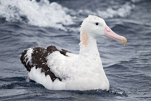 Wandering albatross
